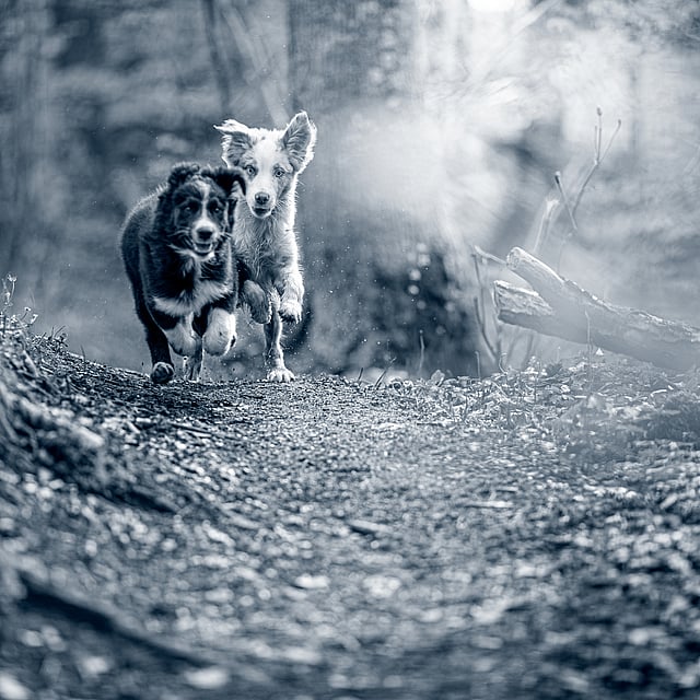 Dos perros corriendo por un camino.