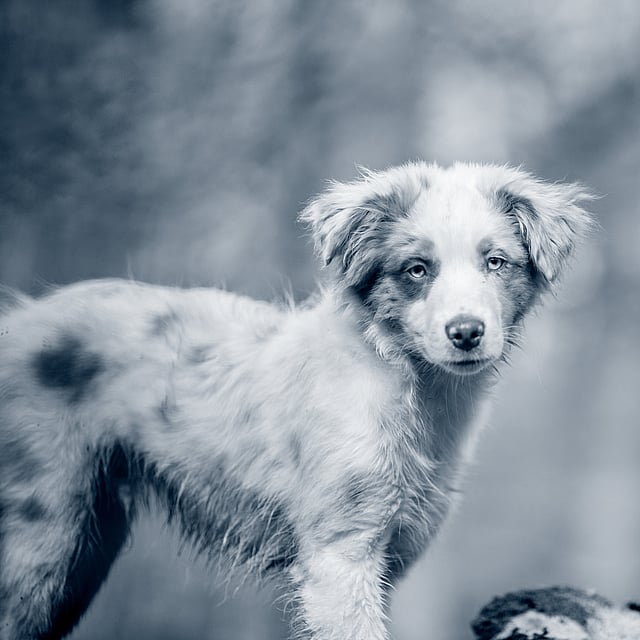 Un perro parado sobre una roca.