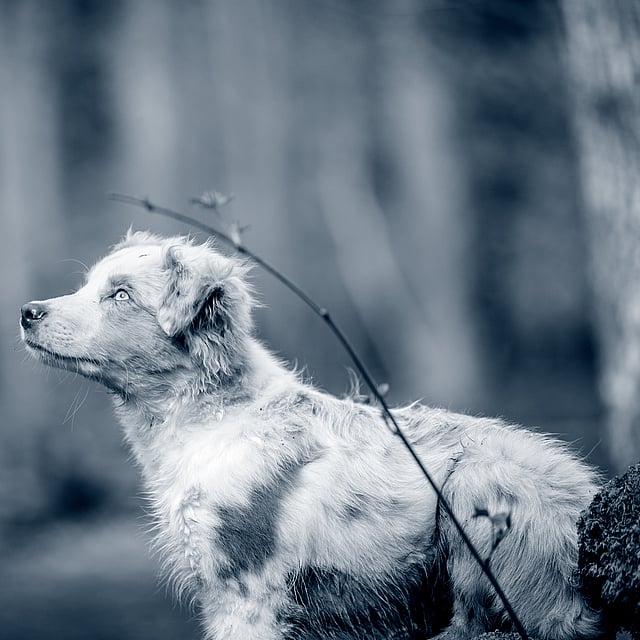 Un perro parado en el bosque.