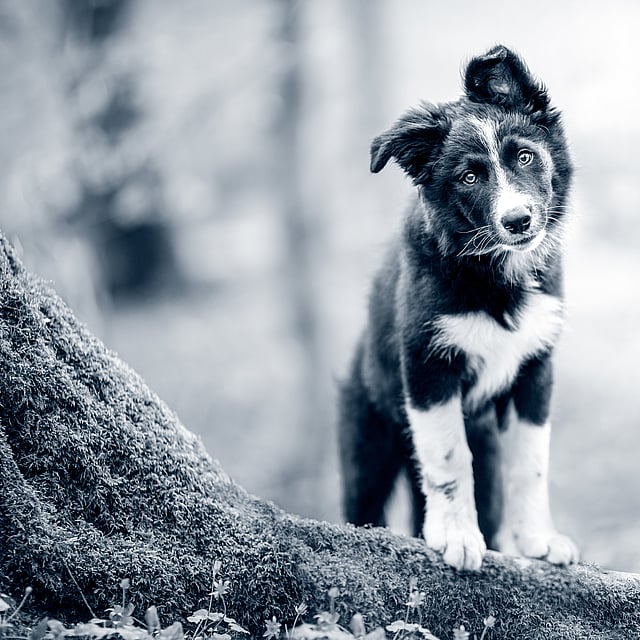 Un perro parado sobre un tronco.