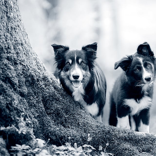 Dos perros parados junto a un árbol.