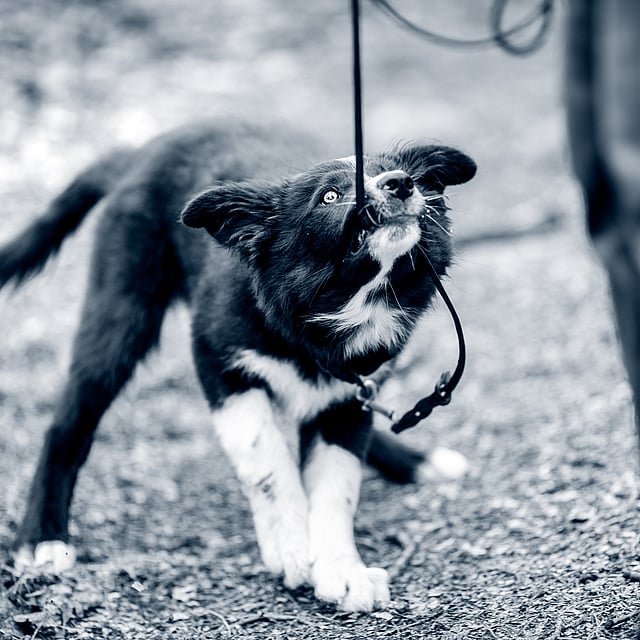 Un perro con correa.