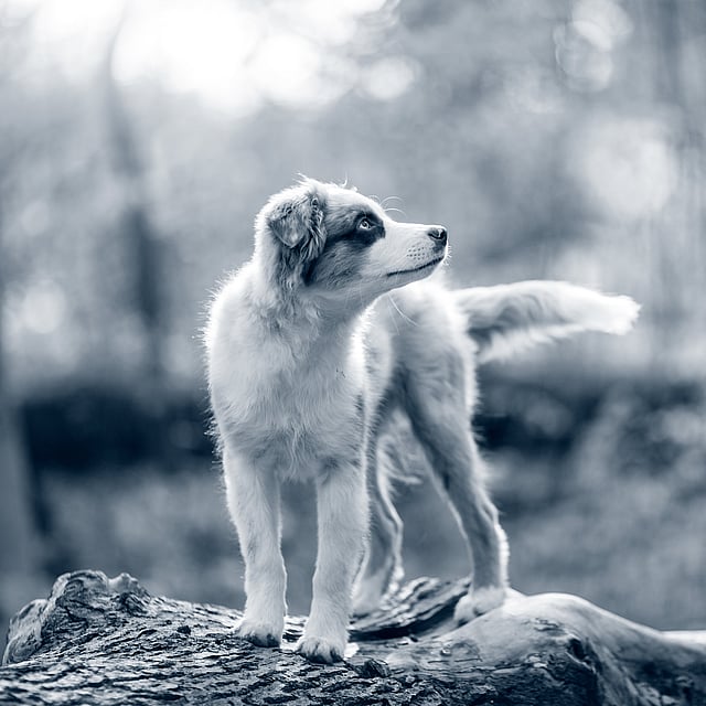 Un perro parado sobre un tronco.