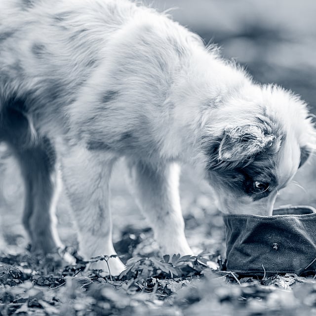 perro joven comiendo/bebiendo