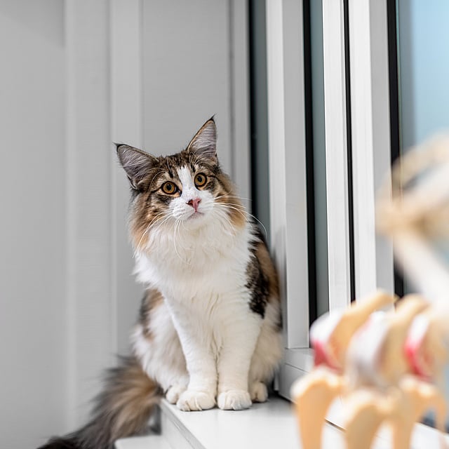 Un gato sentado en el alféizar de una ventana.
