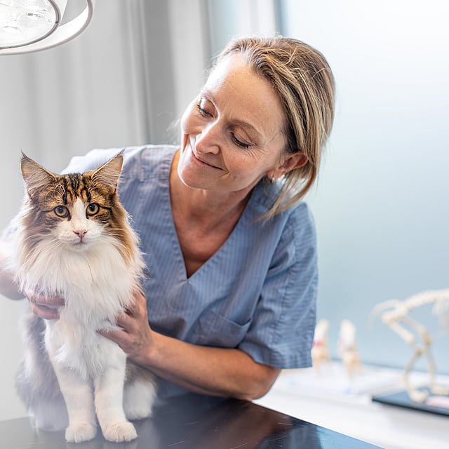Una persona sosteniendo un gato.