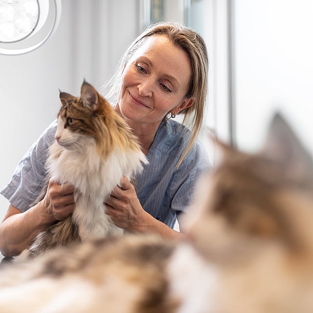 Una persona sosteniendo un gato.