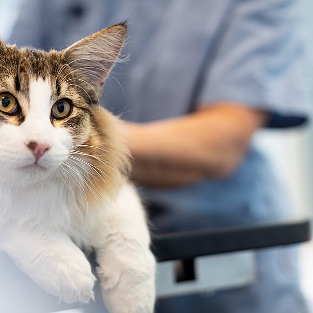 Un gato con ojos amarillos.
