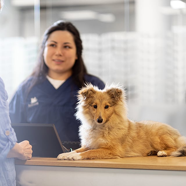 Una persona de pie detrás de un escritorio con un perro.