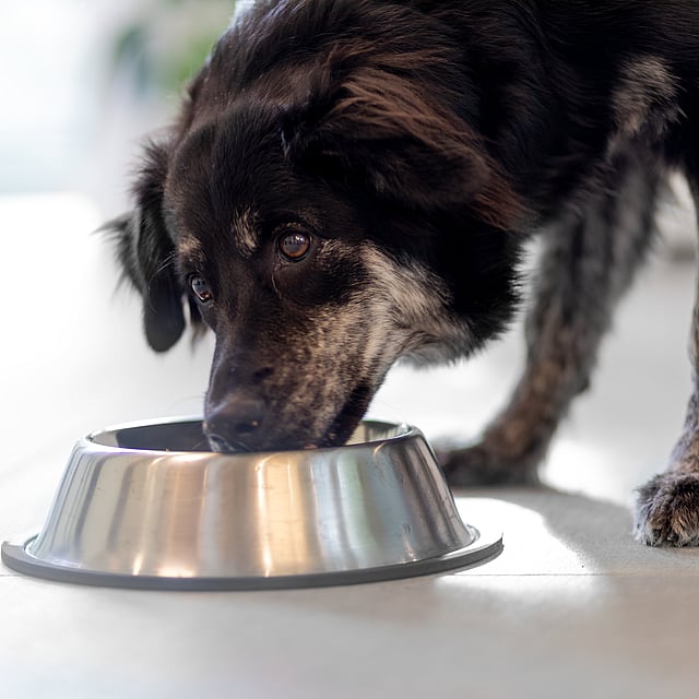 Un perro comiendo de un cuenco.