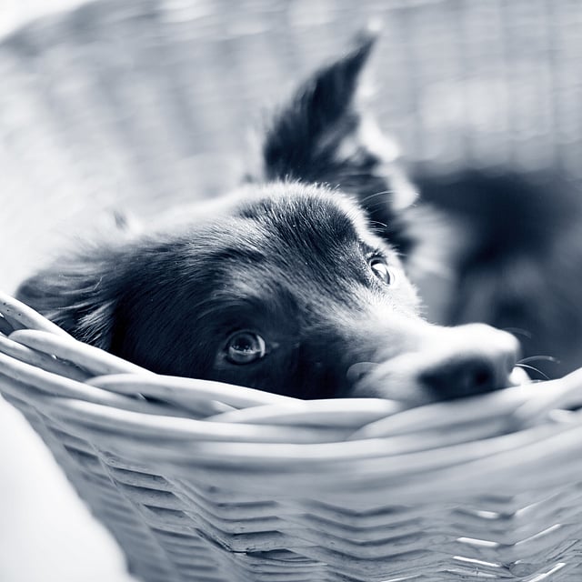 Un perro en una cesta.