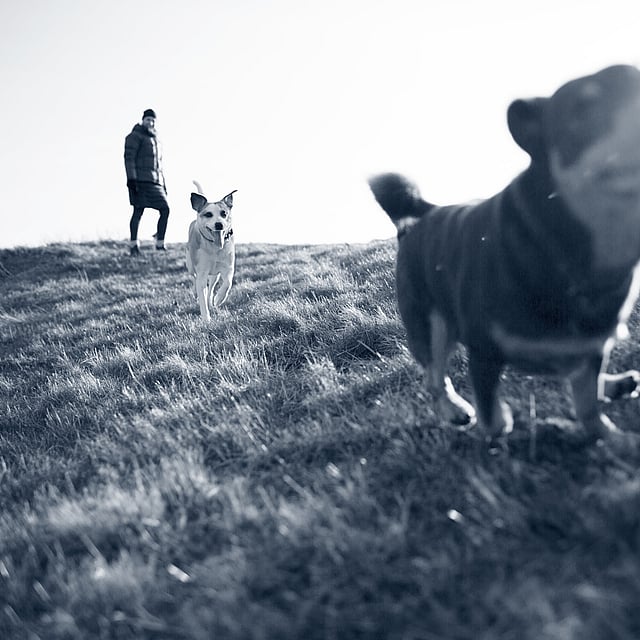 Una persona y perros corriendo en una colina.