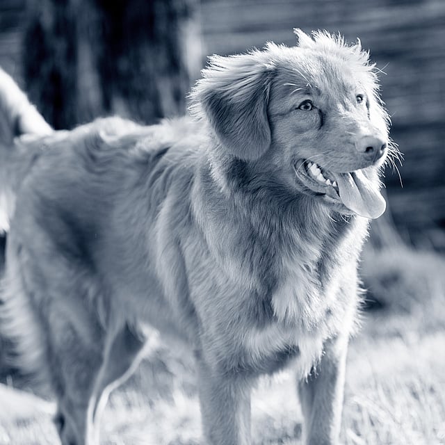Un perro parado en la hierba.