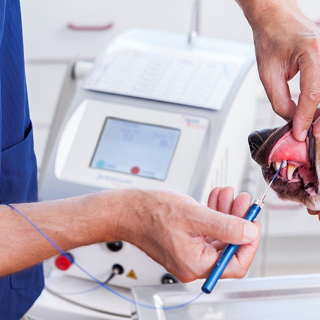 Un perro examinado por un dentista.