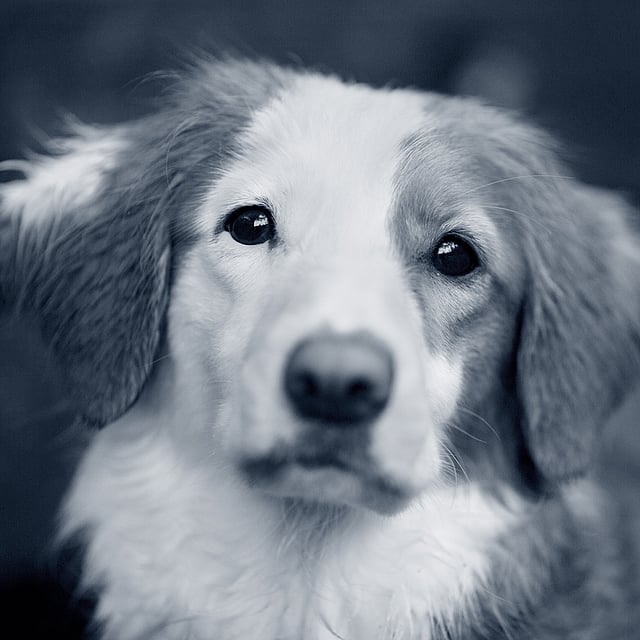 Un primer plano de un perro.