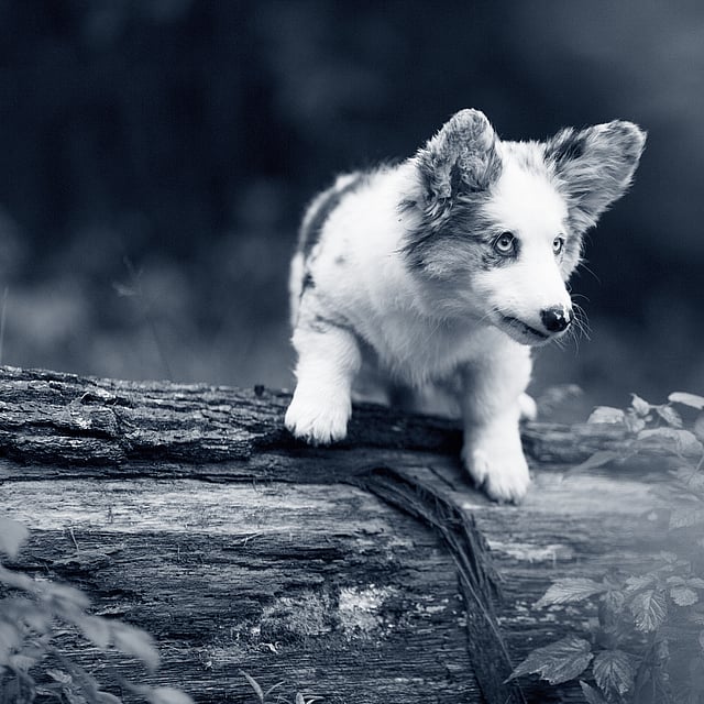 Un perro en un tronco.