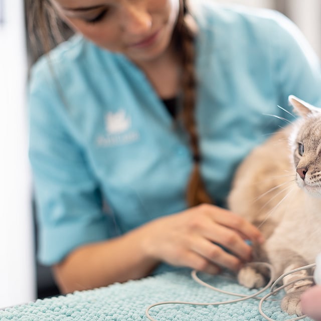 Una persona sosteniendo un gato.