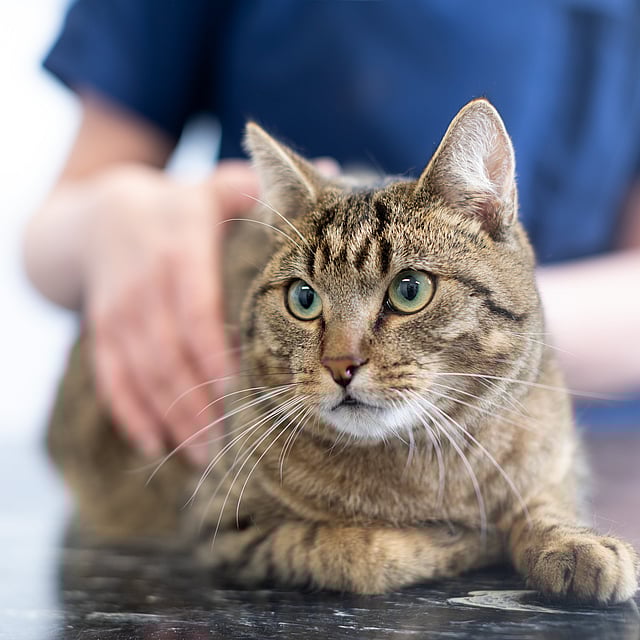 Un gato acostado sobre una mesa.