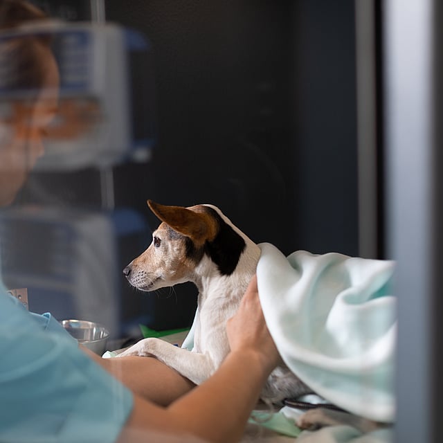 Una persona sosteniendo a un perro.