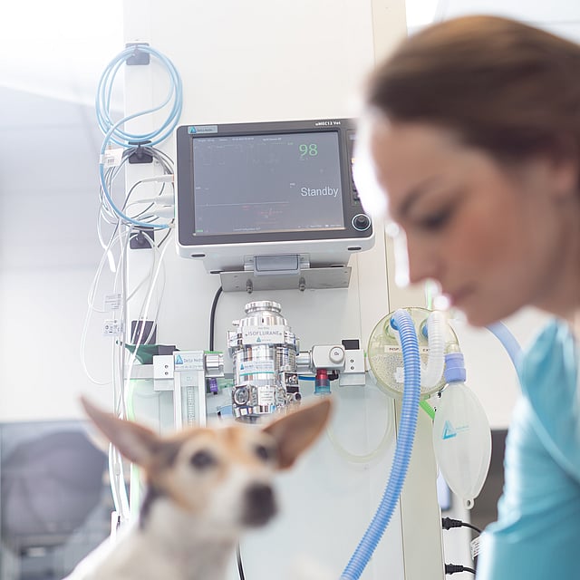 Una persona con una camisa azul y un perro en una cama de hospital.