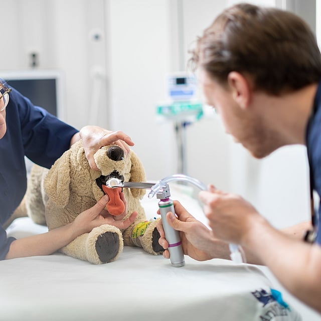 Una persona examinando un animal de peluche.