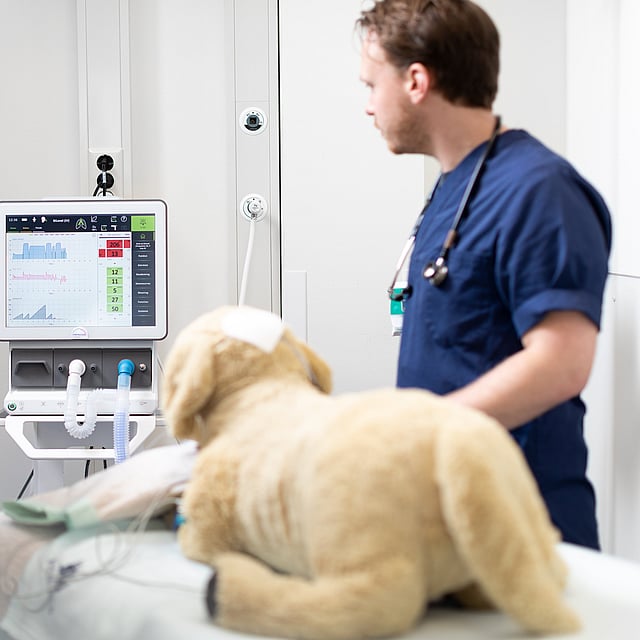 veterinarios examinando un perro