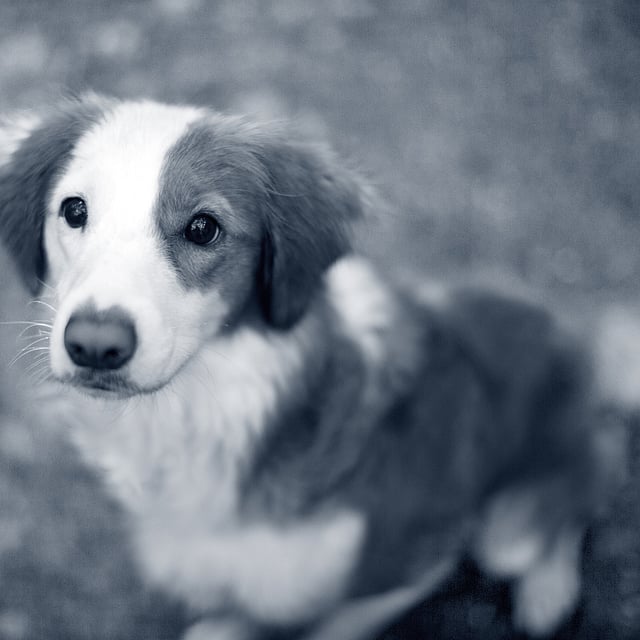 Un perro mirando a la cámara.