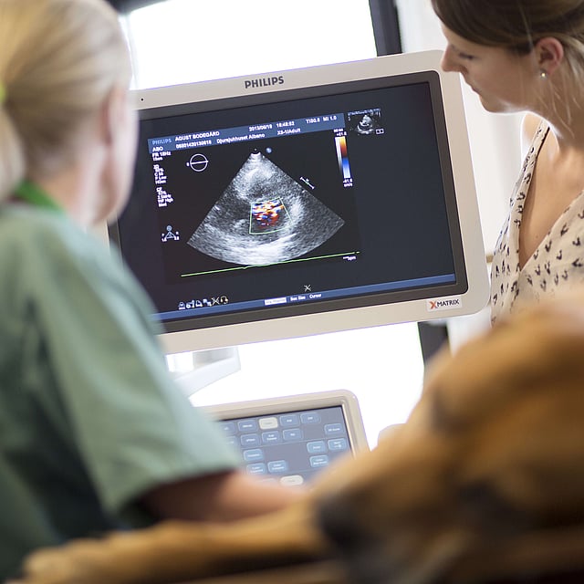 Una persona mirando a un perro en la pantalla de una computadora.