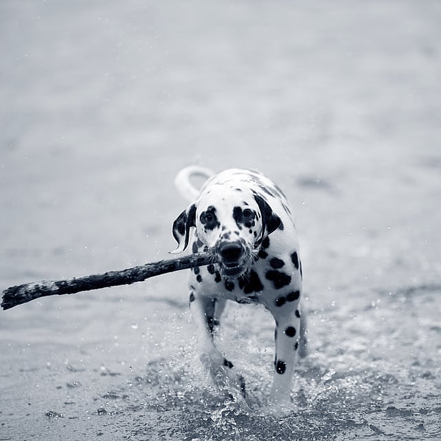 Un perro corriendo por el agua con un palo en la boca.