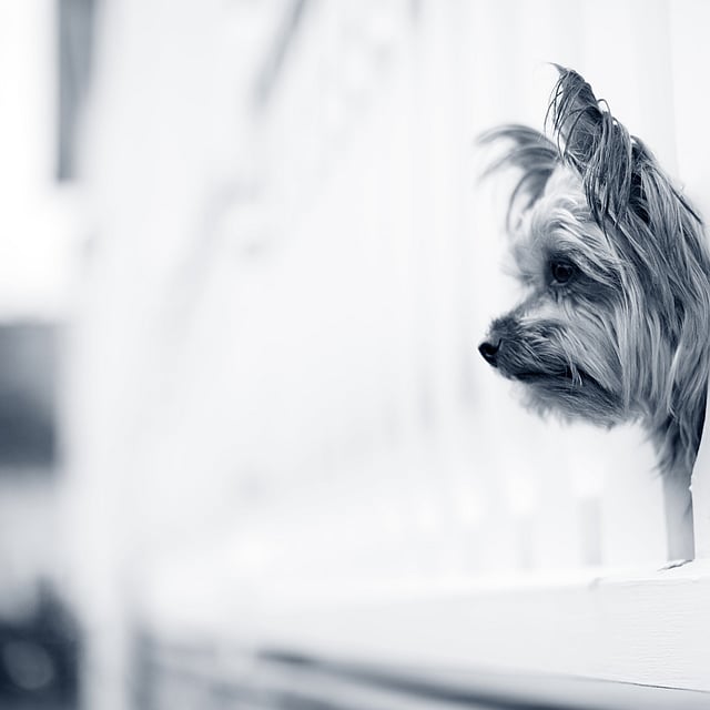 Un perro mirando a través de una pared.