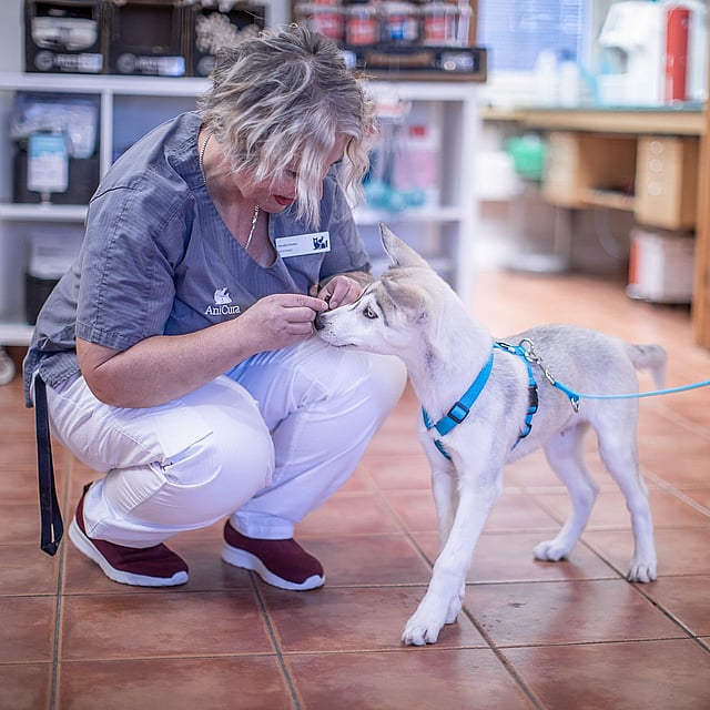 Una persona acariciando a un perro.