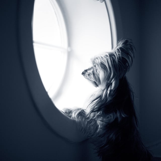 Un perro mirando por una ventana.