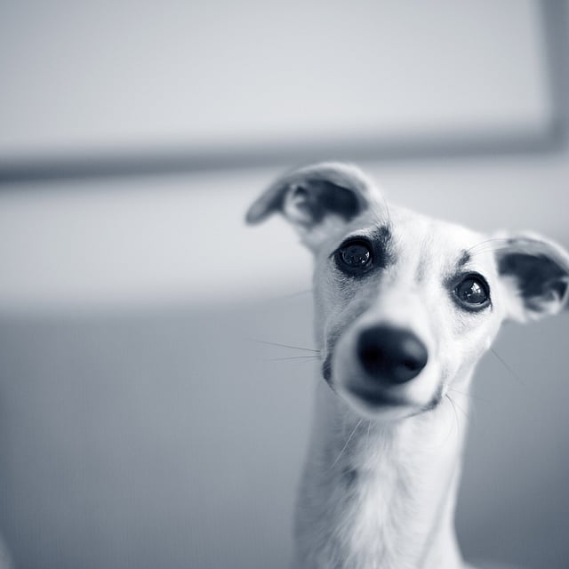 Un perro mirando a la cámara.