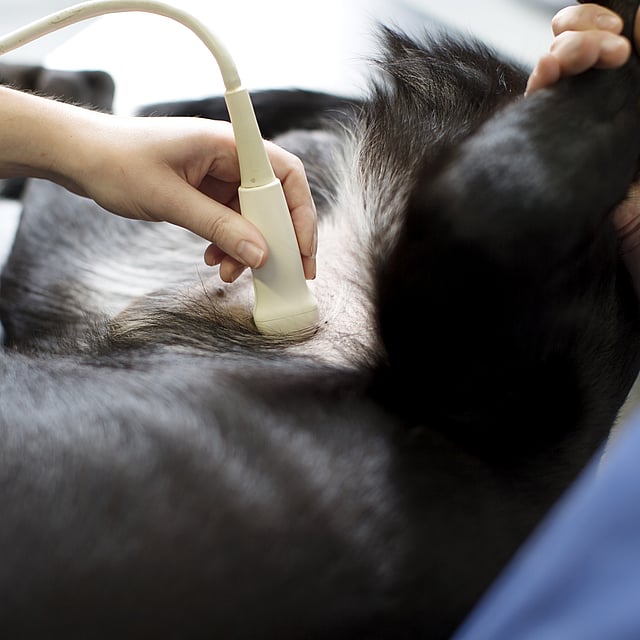 Una persona que usa un dispositivo de ultrasonido para revisar el estómago de un perro.