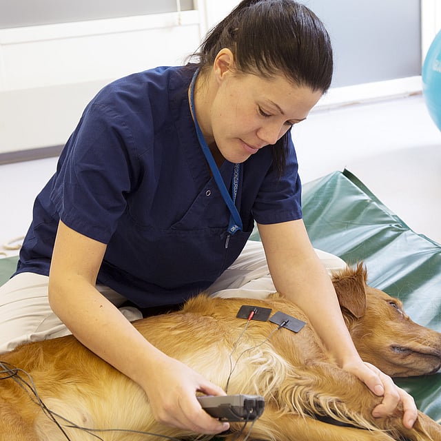 Una persona con un perro acostado en una cama.