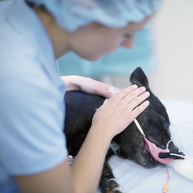 Un veterinario examinando a un perro.