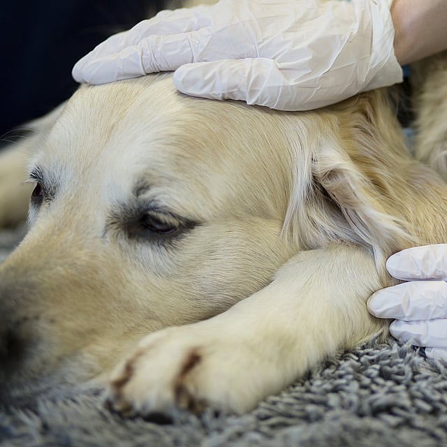 Las manos de una persona con guantes tocando la cabeza de un perro.