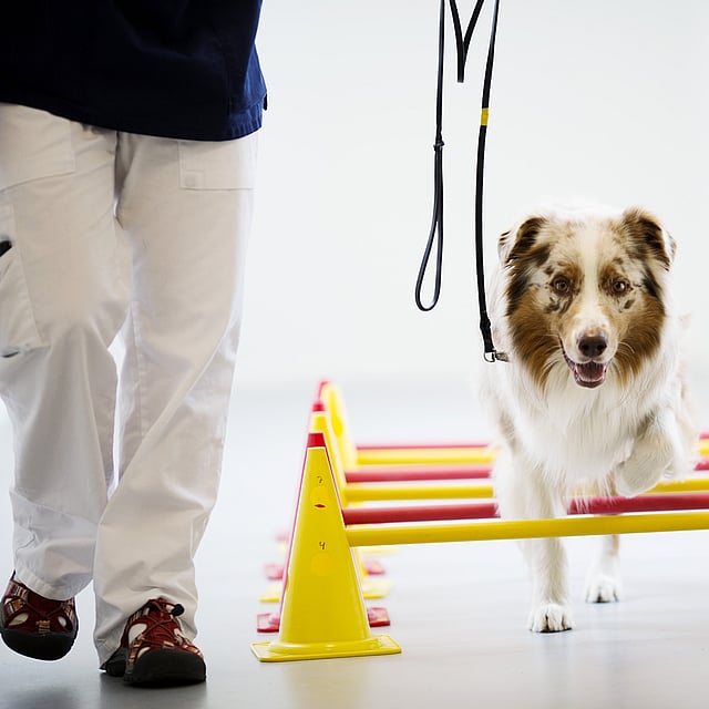 Un perro corriendo sobre un obstáculo amarillo y rojo.