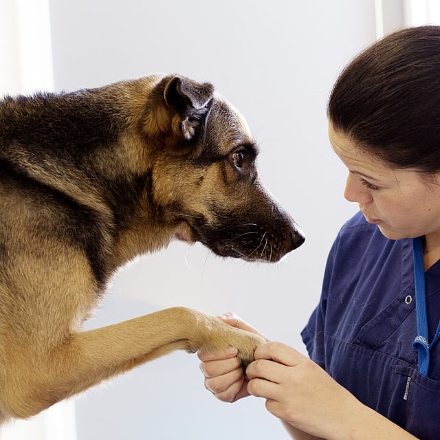 Una persona sosteniendo la pata de un perro.
