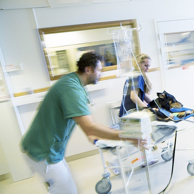 Una persona empujando a un perro en una cama de hospital.
