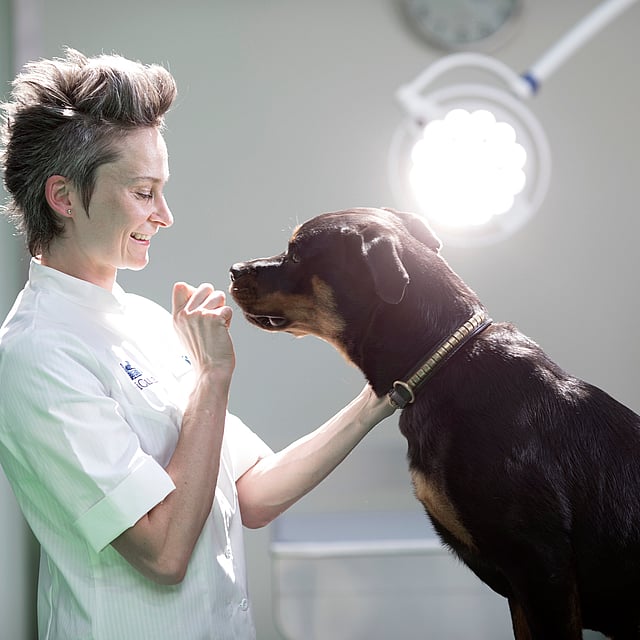 Una persona con un perro.