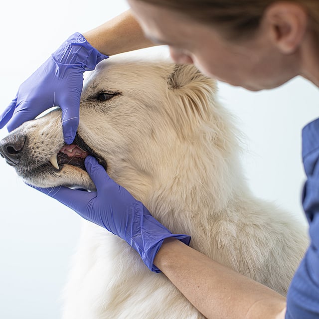 Una persona con guantes azules tocando la boca de un perro.