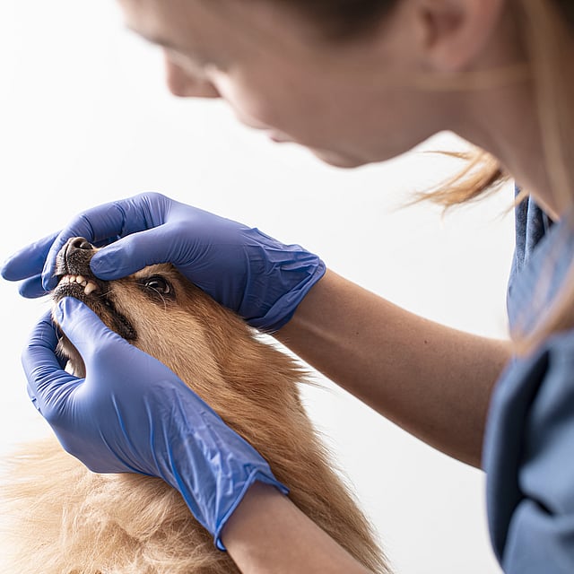 Una persona con guantes azules sosteniendo la boca de un perro.