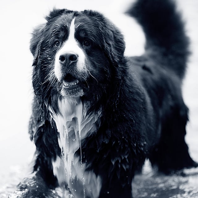 Un perro parado en el agua.
