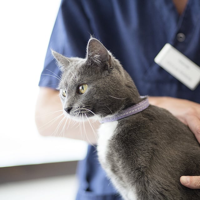 Una persona sosteniendo un gato.