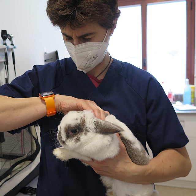 Una persona con una máscara sosteniendo un conejo.