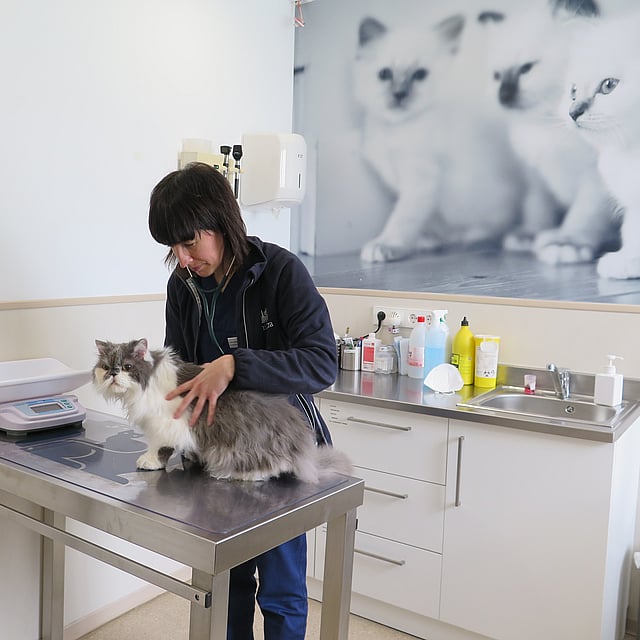 Una persona de pie sobre una mesa con un gato encima.