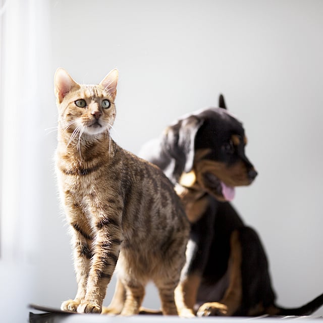 Un gato y un perro mirándose.
