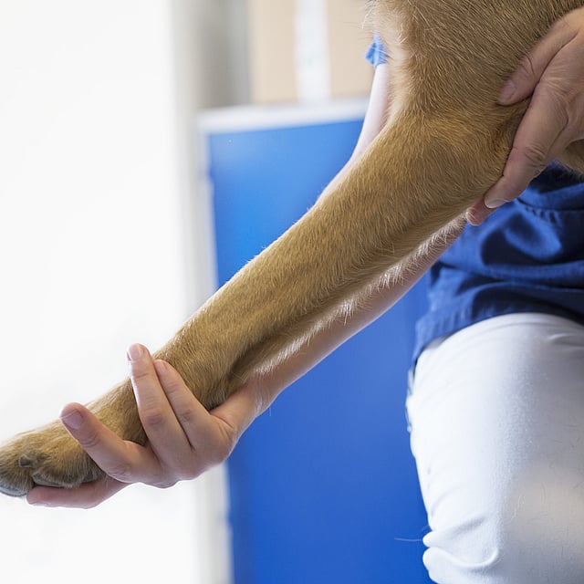Una persona sosteniendo la pata de un perro.