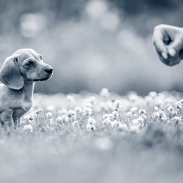 Un perro sentado en un campo de flores.